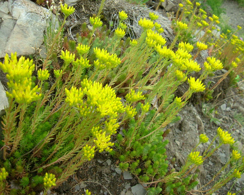 Sedum cfr. rupestre